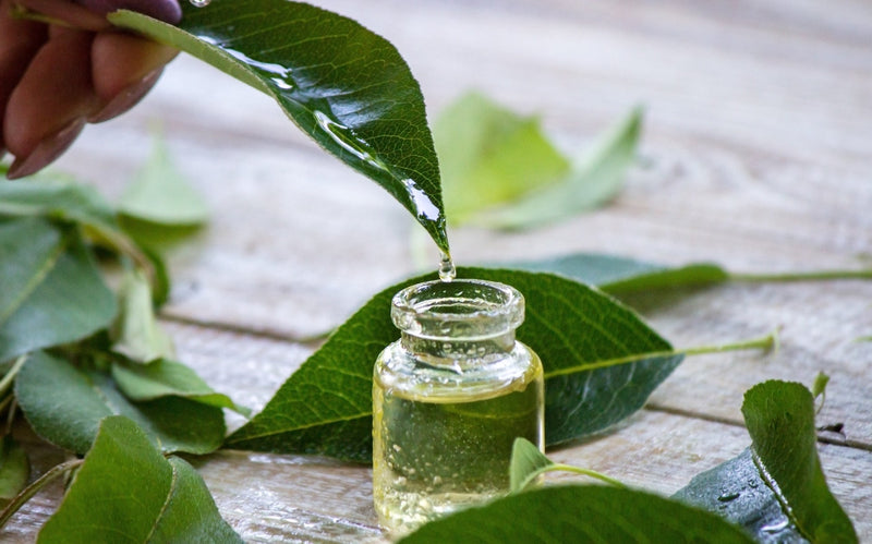Green Tea Extract